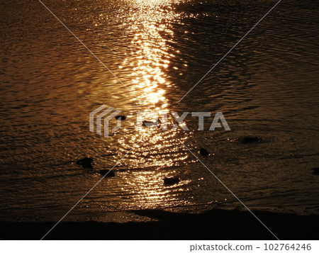 黃昏水鳥海灘 黃昏水鳥海灘 102764246