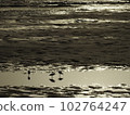 水禽（小白鷺）海灘夜景 102764247