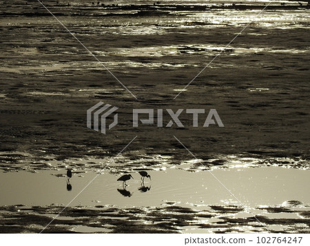 水禽(小白鷺)海灘夜景 水禽(小白鷺)海灘夜景 102764247