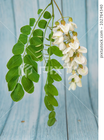Blossoming acacia with leafs isolated on blue background, Acacia flowers, Robinia pseudoacacia Blossoming acacia with leafs isolated on blue background, Acacia flowers, Robinia pseudoacacia 102764340