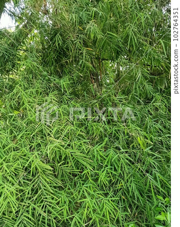 Close up of long-sheath bamboo plant Close up of long-sheath bamboo plant 102764351