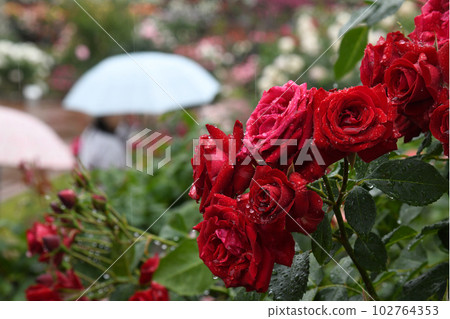 Rose rose garden 102764353