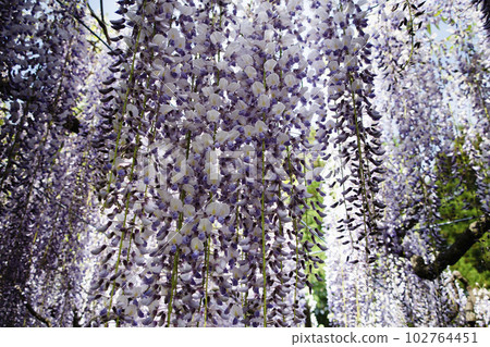 Wisteria flowers in full bloom with a sweet and refreshing scent 102764451