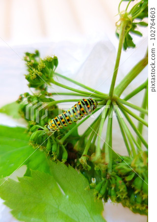 Swallowtail butterfly Swallowtail butterfly Swallowtail butterfly Butterfly butterfly 102764603