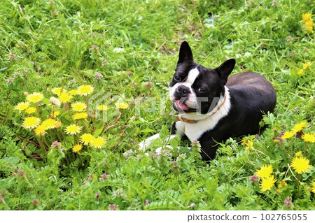 Mighty，一隻波士頓梗躺在春天盛開的蒲公英花田裡，微笑著看著他♡ 102765055