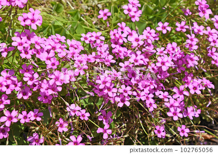 Imokatami（土豆） 102765056