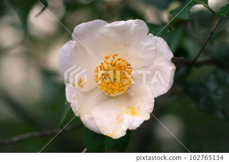 侘助的漂亮的白花很可愛 侘助的漂亮的白花很可愛 102765134