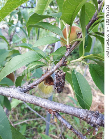 Bagworm damage (peach fruit) Bagworm damage (peach fruit) 102765252