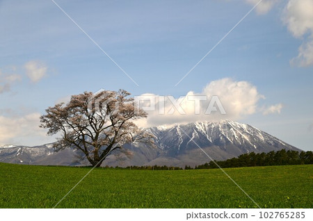 One cherry tree of Koiwai farm One cherry tree of Koiwai farm 102765285