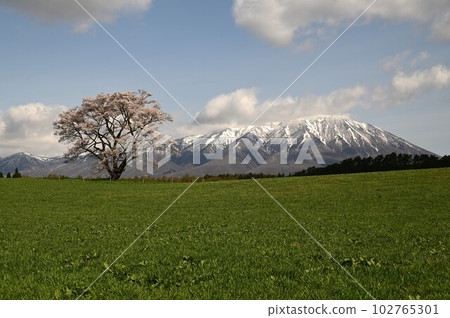 One cherry tree of Koiwai farm One cherry tree of Koiwai farm 102765301