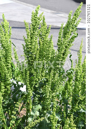 Gishigishi (yotei) on the roadside growing in the spring sunshine 102765321