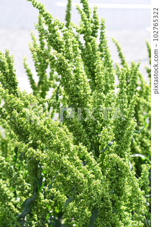 Gishigishi (yotei) on the roadside growing in the spring sunshine Gishigishi (yotei) on the roadside growing in the spring sunshine 102765322