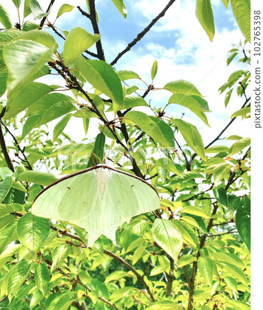 A giant mimosa that mimics a leaf A giant mimosa that mimics a leaf 102765398