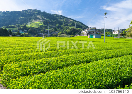"Shizuoka Prefecture" Scenery of tea plantations in early summer, tea characters of Mt. Awagatake 102766140