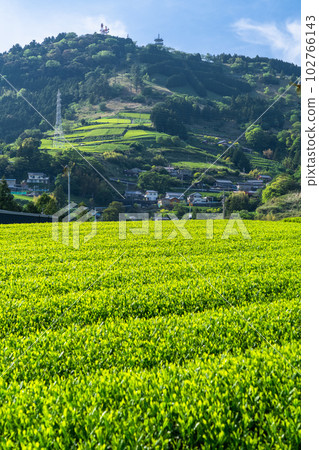 "Shizuoka Prefecture" Scenery of tea plantations in early summer, tea characters of Mt. Awagatake "Shizuoka Prefecture" Scenery of tea plantations in early summer, tea characters of Mt. Awagatake 102766143