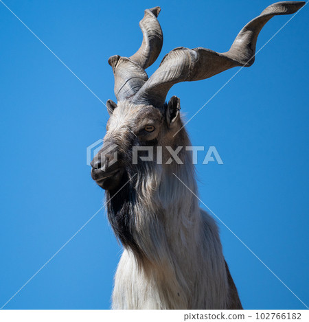Portrait of a majestic mountain goat with twisted large horns. 102766182