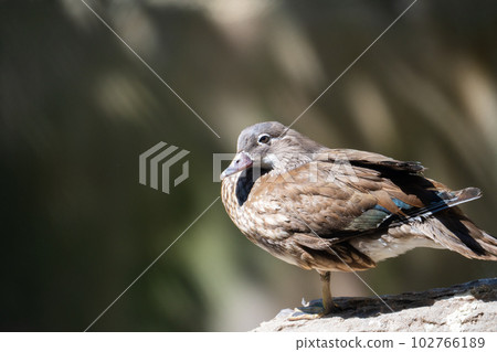 Close-up portrait of a wild duck on a stone. Close-up portrait of a wild duck on a stone. 102766189