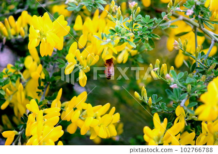 一隻蜜蜂把臉伸進花里採集花蜜 102766788
