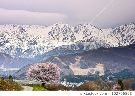 Spring in Shinshu, the Northern Alps and the single cherry tree in Nodaira, Hakuba Village, Nagano Prefecture Spring in Shinshu, the Northern Alps and the single cherry tree in Nodaira, Hakuba Village, Nagano Prefecture 102766898
