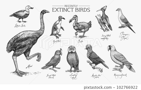 Extinct species. Wild mammal animals and birds.Dodo. Moa Passenger pigeon Great auk. Penguin 102766922