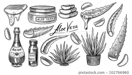 Aloe vera set. Sketch of Plant and bunch and leaves. Ingredient for herbal medicine or cosmetics Aloe vera set. Sketch of Plant and bunch and leaves. Ingredient for herbal medicine or cosmetics 102766960
