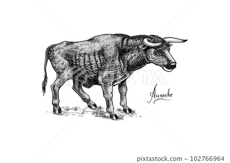 Aurochs. Extinct mammal animal. Wild herbivores cattle. Engraved Hand drawn vector illustration in 102766964