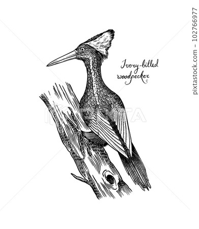 Ivory-billed woodpecker. Extinct predatory bird. Engraved Hand drawn vector illustration in woodcut 102766977
