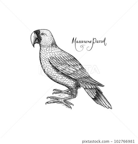 Mascarene parrot. Extinct bird. Engraved Hand drawn vector illustration in woodcut Graphic vintage Mascarene parrot. Extinct bird. Engraved Hand drawn vector illustration in woodcut Graphic vintage 102766981