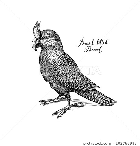 Broad-billed parrot or raven. Extinct predatory bird. Engraved Hand drawn vector illustration in Broad-billed parrot or raven. Extinct predatory bird. Engraved Hand drawn vector illustration in 102766983