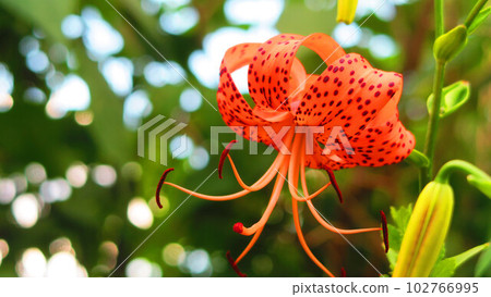 虎百合花的風景 虎百合花的風景 102766995