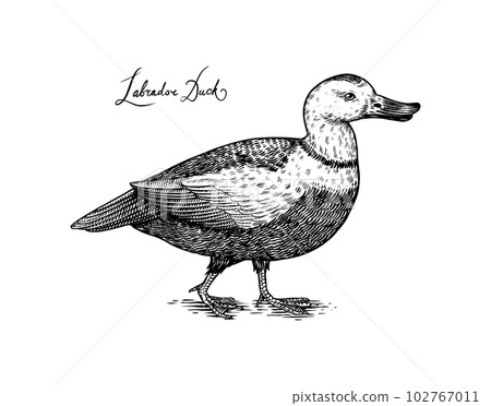 Labrador duck. Extinct bird. Engraved Hand drawn vector illustration in woodcut Graphic vintage Labrador duck. Extinct bird. Engraved Hand drawn vector illustration in woodcut Graphic vintage 102767011