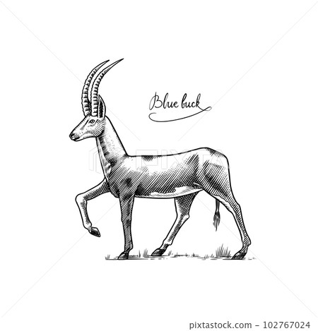 Bluebuck or blue or roan antelope. Extinct mammal animal. Engraved Hand drawn vector illustration in Bluebuck or blue or roan antelope. Extinct mammal animal. Engraved Hand drawn vector illustration in 102767024