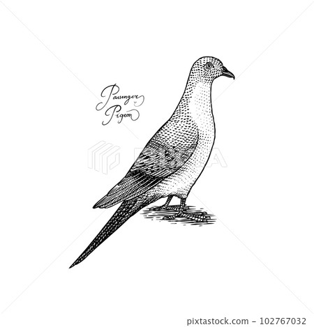 Passenger pigeon bird. Extinct species. Engraved Hand drawn vector illustration in woodcut Graphic Passenger pigeon bird. Extinct species. Engraved Hand drawn vector illustration in woodcut Graphic 102767032