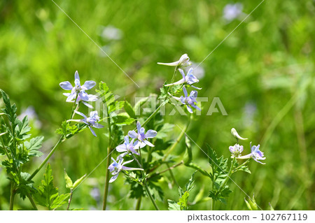 Seri babuinensou (Seriba Hayanosuke) 102767119