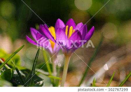 Blooming purple crocuses herald the arrival of spring 102767299