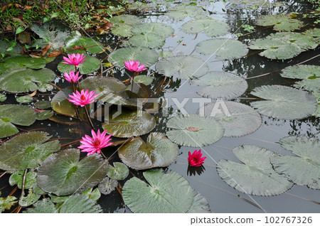 Pink water lilies in a lake Pink water lilies in a lake 102767326