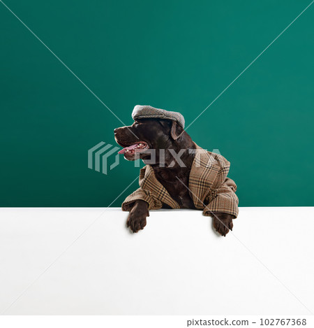 Chocolate colored, beautiful labrador in retro jacket and cap posing against green studio background. Serious muzzle expression 102767368
