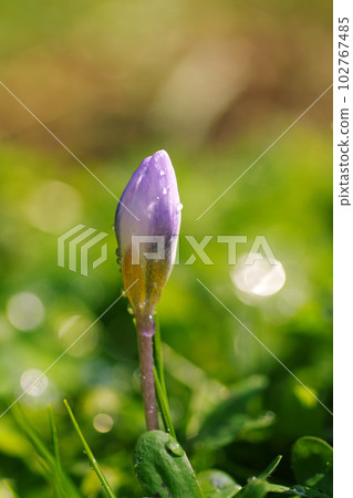 Blooming light purple crocuses feel the arrival of spring Blooming light purple crocuses feel the arrival of spring 102767485
