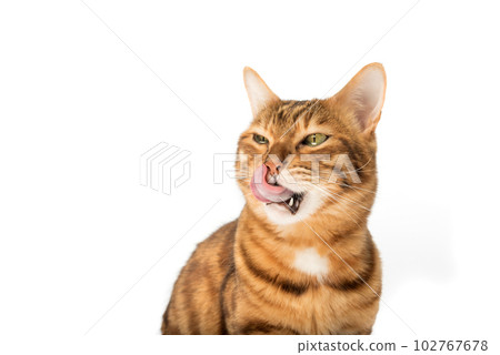 Lovely red cat licks his lips. 102767678