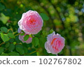 鮮粉色八崎玫瑰 102767802