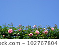 藍天和玫瑰 102767804