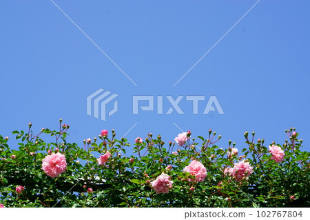 Blue sky and roses Blue sky and roses 102767804
