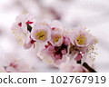 淺粉色杏花可愛 102767919