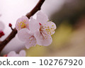淺粉色杏花可愛 102767920
