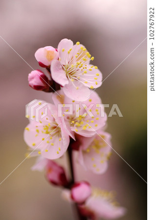 淺粉色杏花可愛 102767922