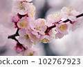 淺粉色杏花可愛 102767923
