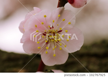淺粉色杏花可愛 102767925