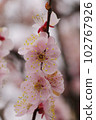 淺粉色杏花可愛 102767926