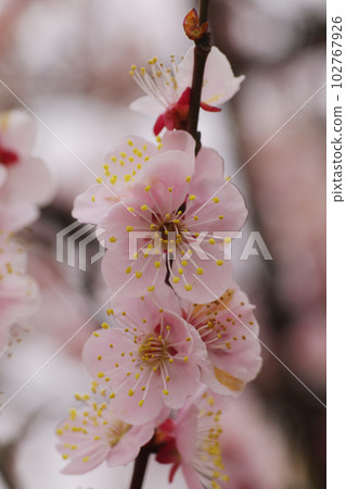 淺粉色杏花可愛 淺粉色杏花可愛 102767926