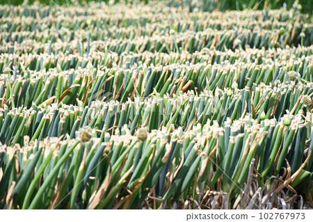 If you want to eat green onions, "cut", green onion field where green onion boy was cut If you want to eat green onions, "cut", green onion field where green onion boy was cut 102767973